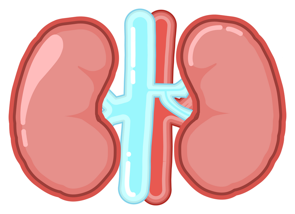 Kidneys internal organ education sticker illustration