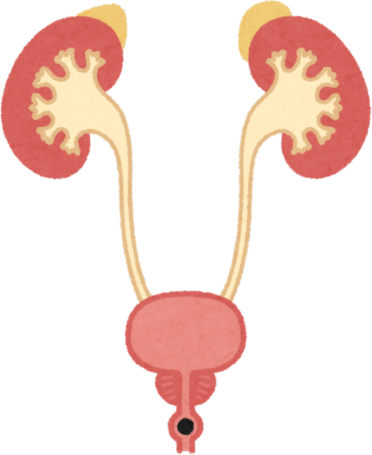 Illustration of Human Urinary System with Kidney Stones